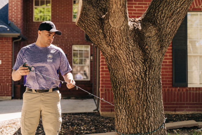 Window Genie professional wrapping holiday lighting around a tree in a residential yard. 