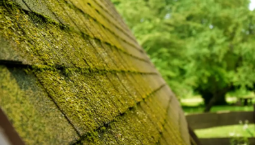 Moss growing on the roof of a home.