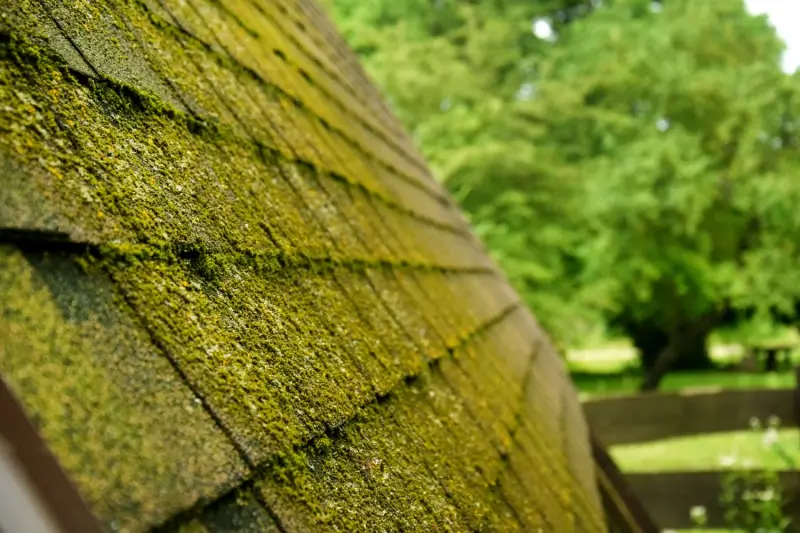 Moss growing on the roof of a home.