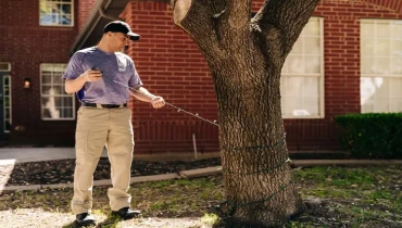 Window Genie professional hanging holiday lights on a tree.